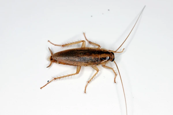 German cockroach