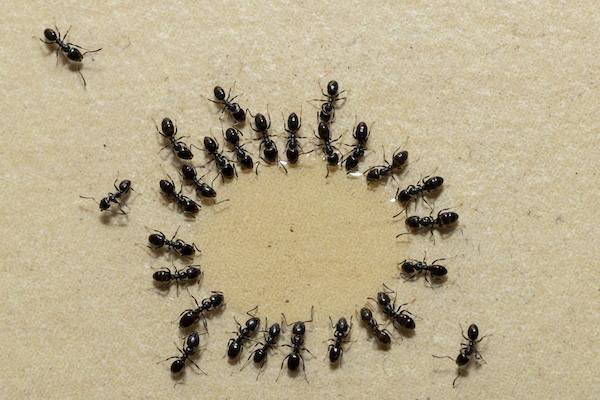 Black house ants feeding on liquid