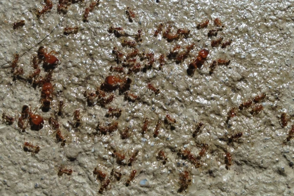 Coastal brown ant