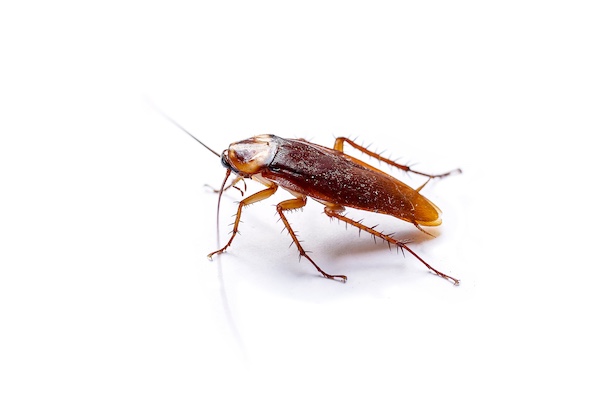 Cockroach