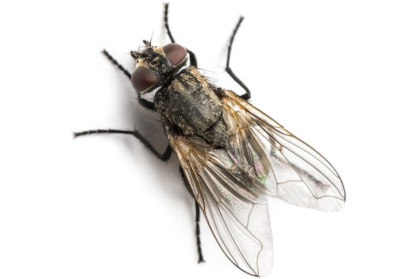 housefly