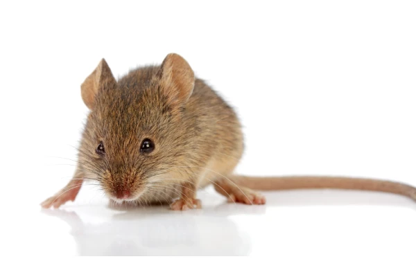 House mouse
