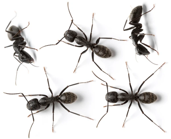 Mutliple Black Ants