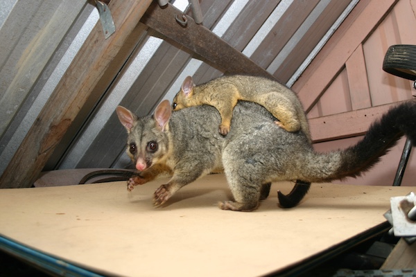 Possum inside roof