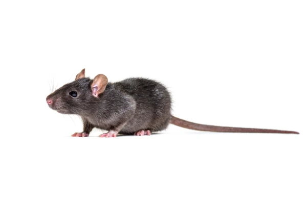 Roof Rat