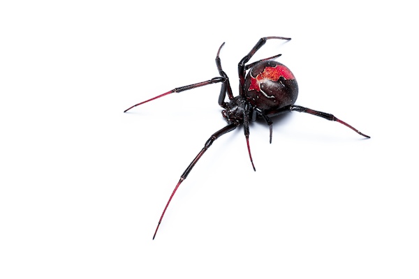 Redback Spider