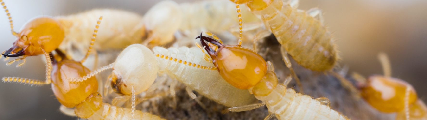 Termites