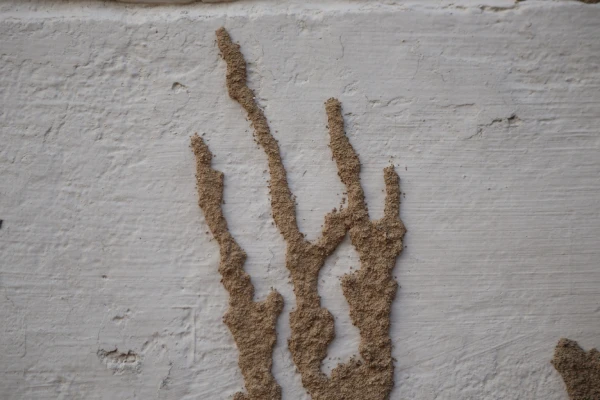 Termite mud tube