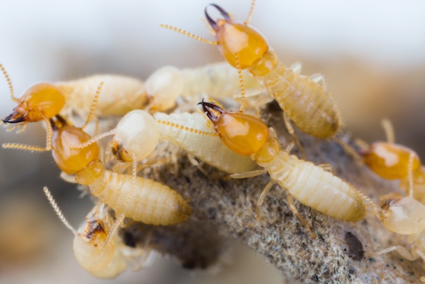 Termites