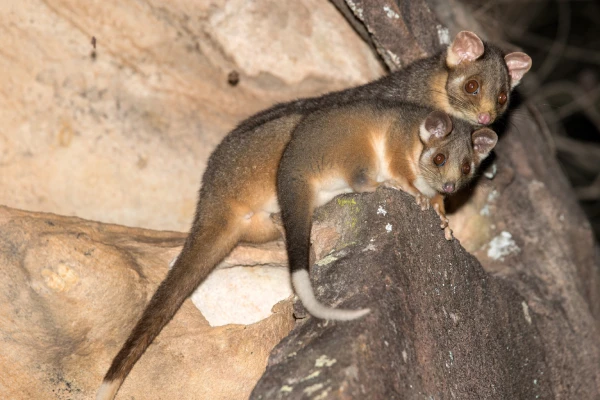 Western Ringtail Possum