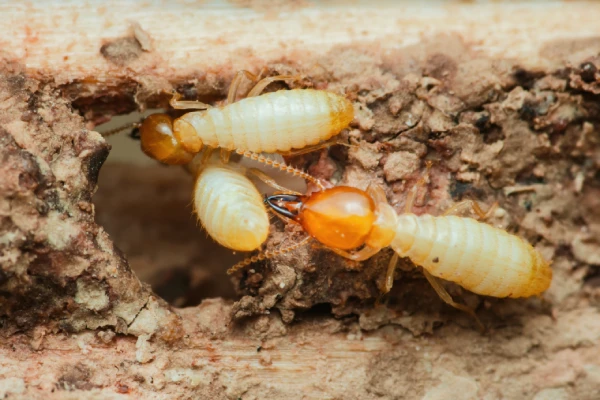 soldier termite