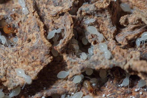 Termite nymphs (termite babies)